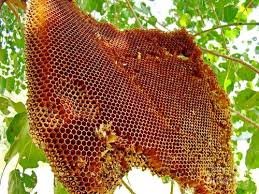 Forest Honey